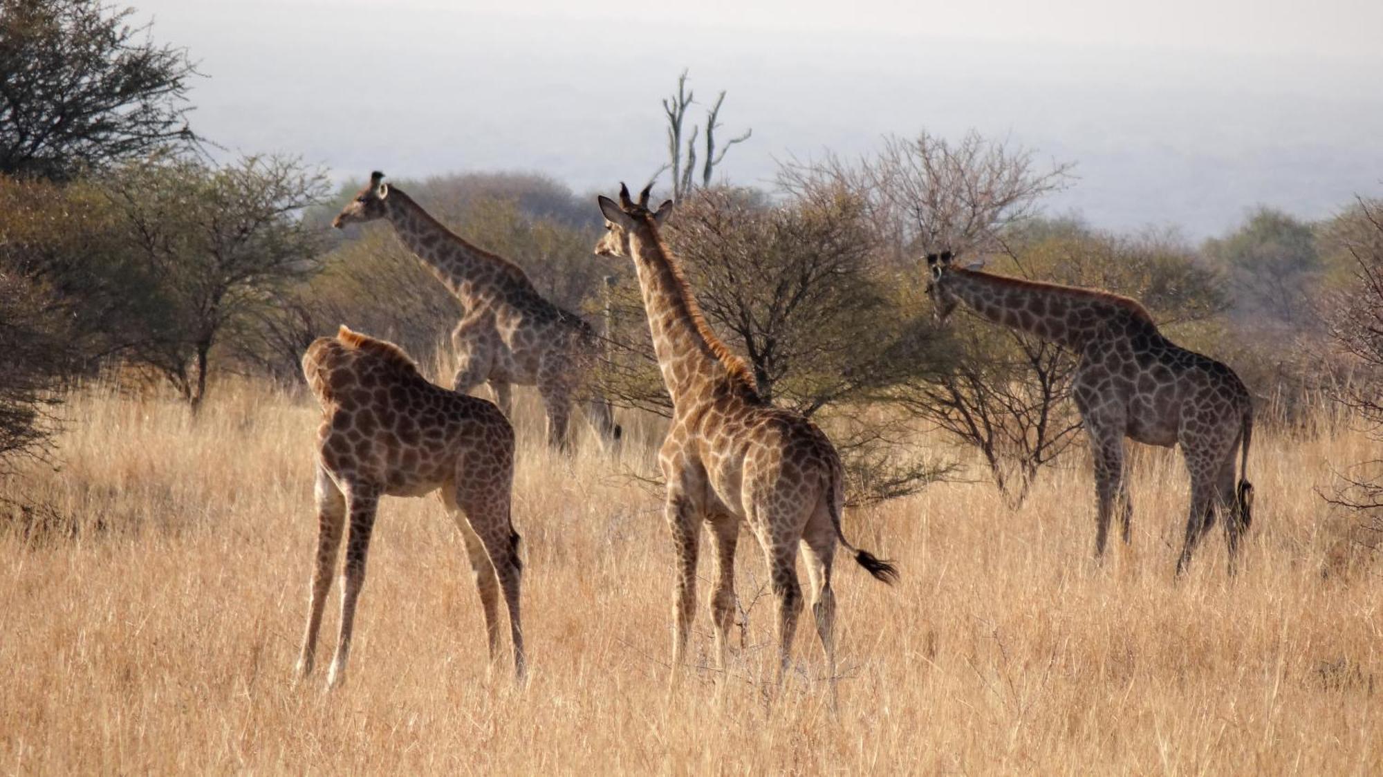 Ditholo Game Lodge Bela Bela Εξωτερικό φωτογραφία