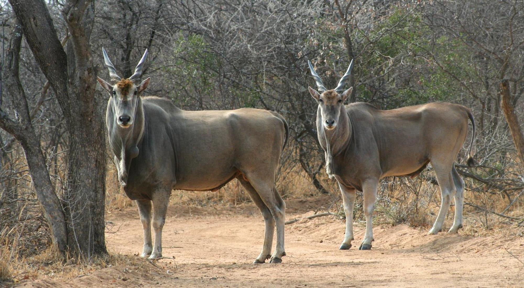 Ditholo Game Lodge Bela Bela Εξωτερικό φωτογραφία