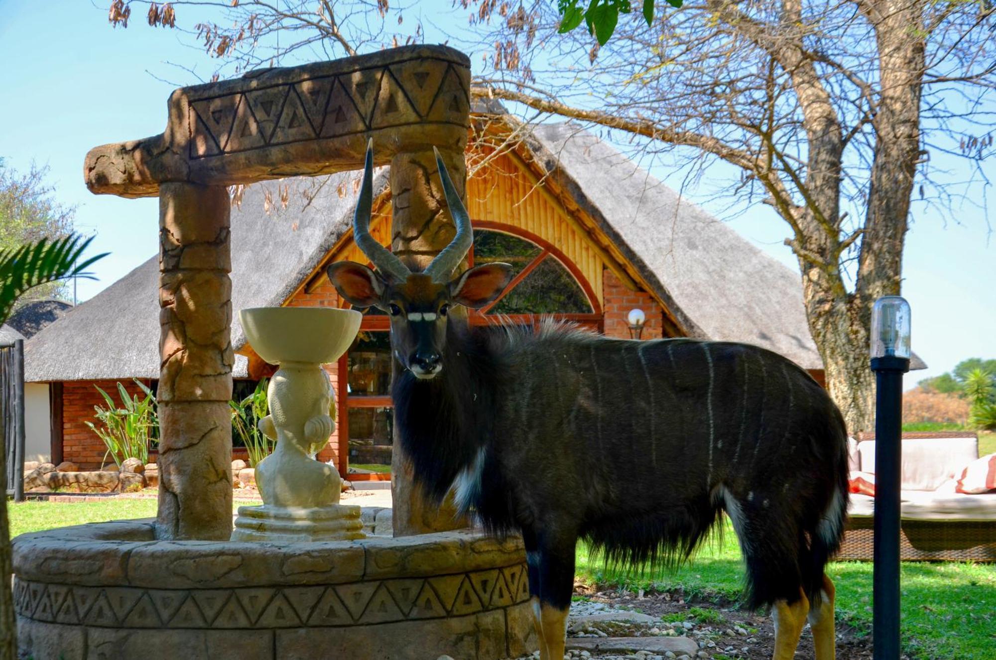 Ditholo Game Lodge Bela Bela Εξωτερικό φωτογραφία