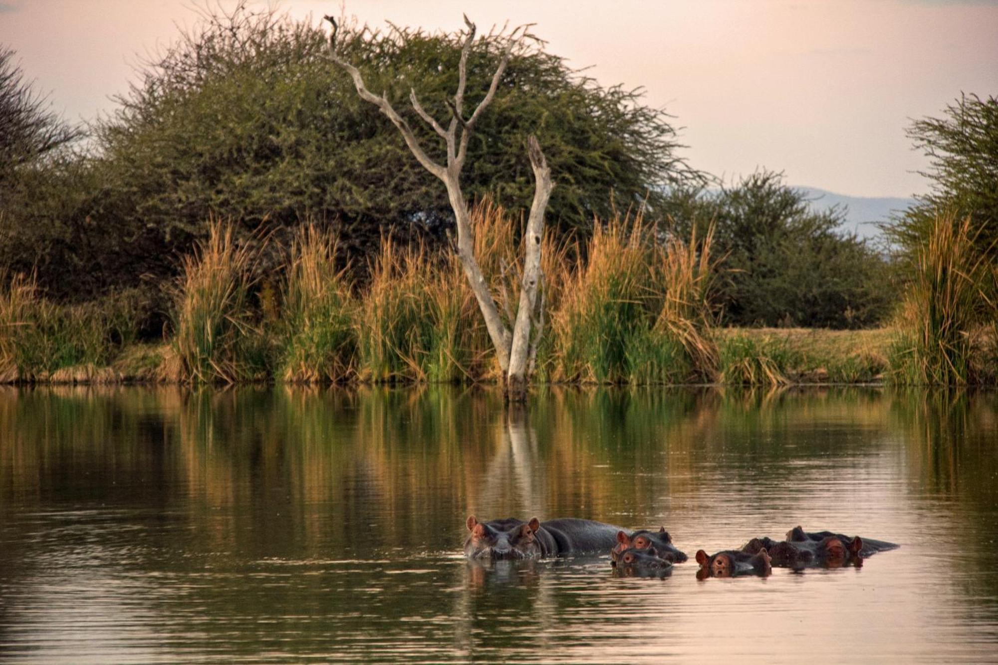 Ditholo Game Lodge Bela Bela Εξωτερικό φωτογραφία