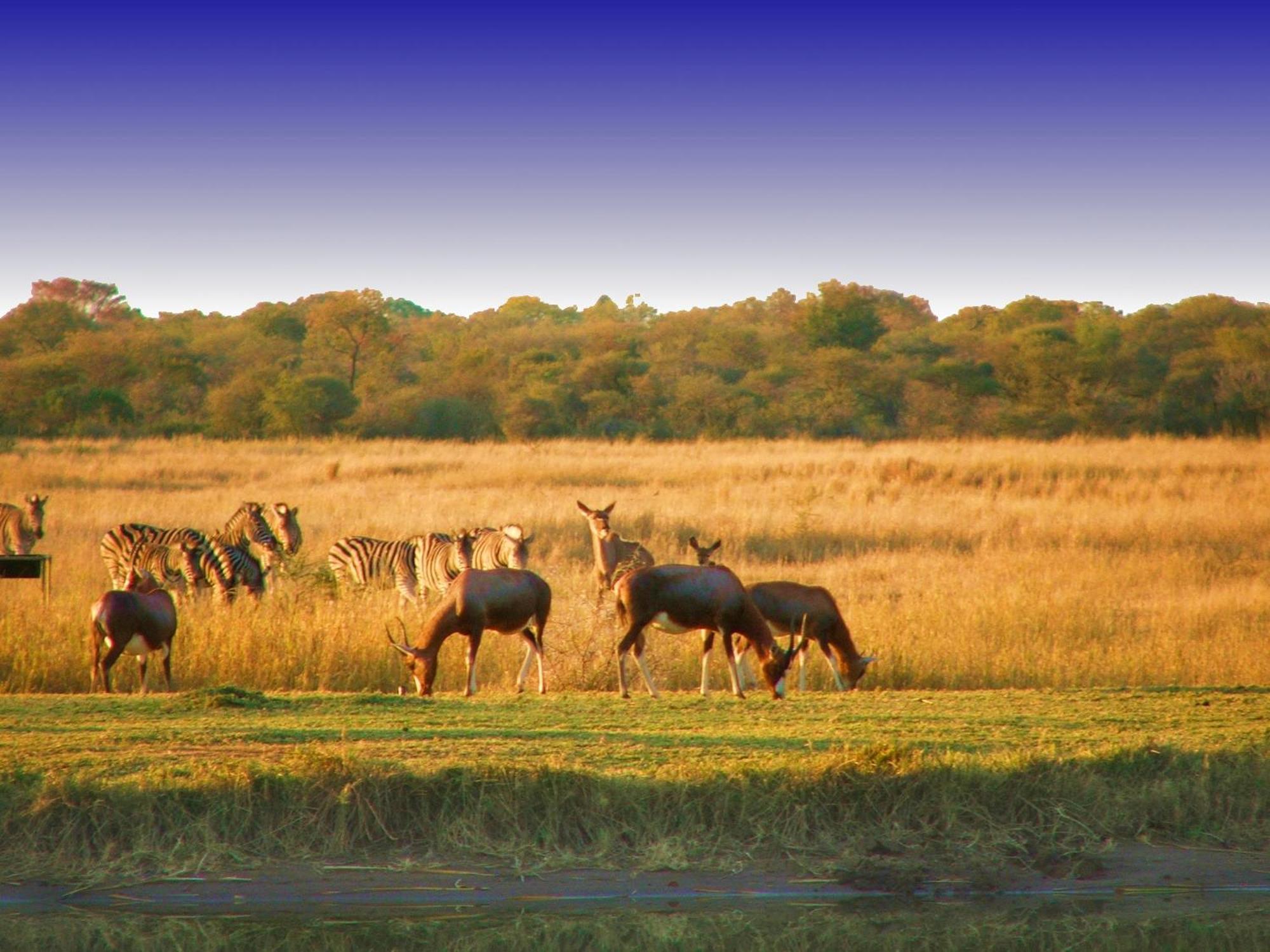 Ditholo Game Lodge Bela Bela Εξωτερικό φωτογραφία