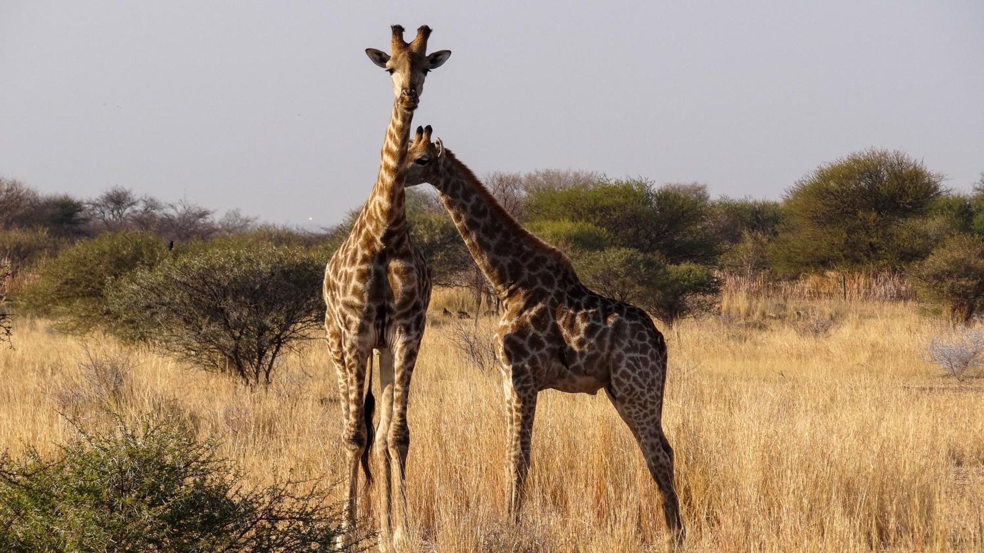 Ditholo Game Lodge Bela Bela Εξωτερικό φωτογραφία