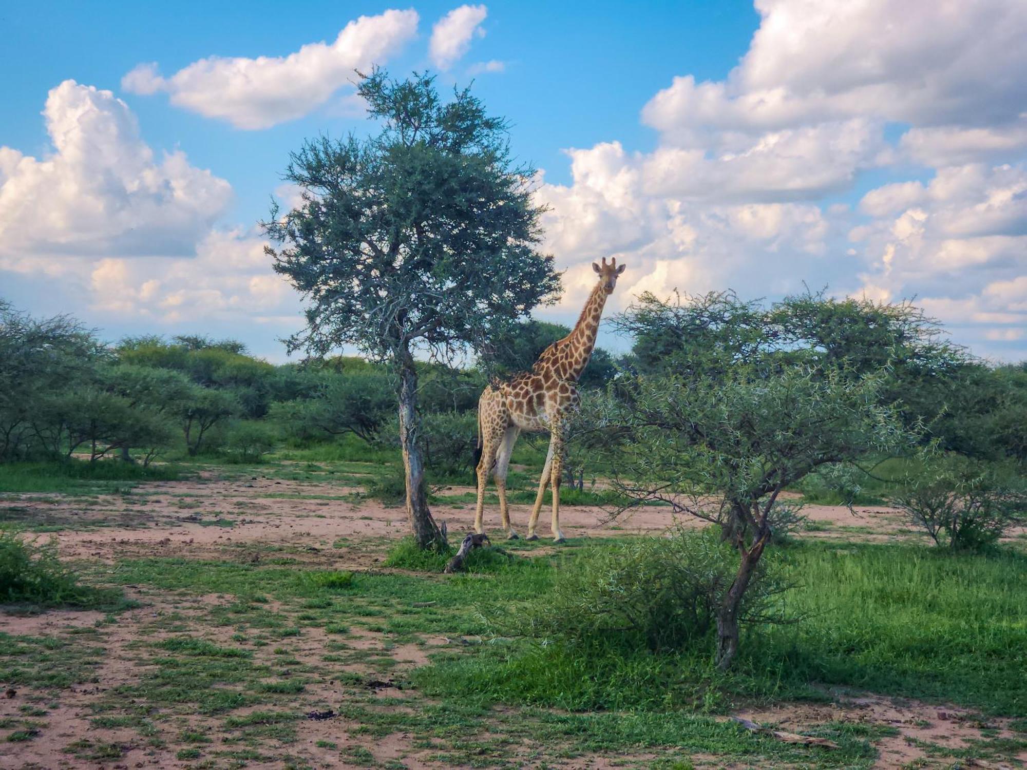 Ditholo Game Lodge Bela Bela Εξωτερικό φωτογραφία