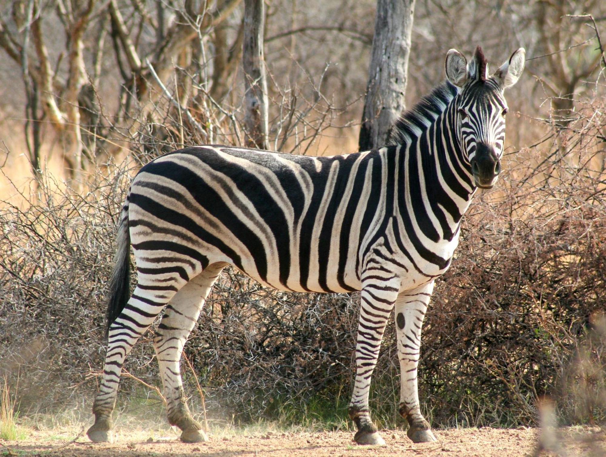 Ditholo Game Lodge Bela Bela Εξωτερικό φωτογραφία